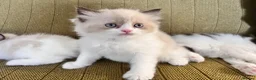 Persian cats for sale: 6 week Ragdoll x Persian Kittens - see description - Advert 8
