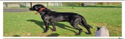 Labrador Retriever dogs for stud: Labrador Ret. 100%-success PROVEN KC/Health tested in Brecon - Advert 11