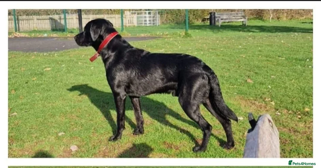 Labrador Retriever dogs for stud: Labrador Ret. 100%-success PROVEN KC/Health tested in Brecon - Advert 11