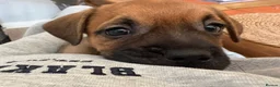 Mixed Breed dogs for sale: Beautiful puppies looking for forever homes  in Beccles - Advert 3
