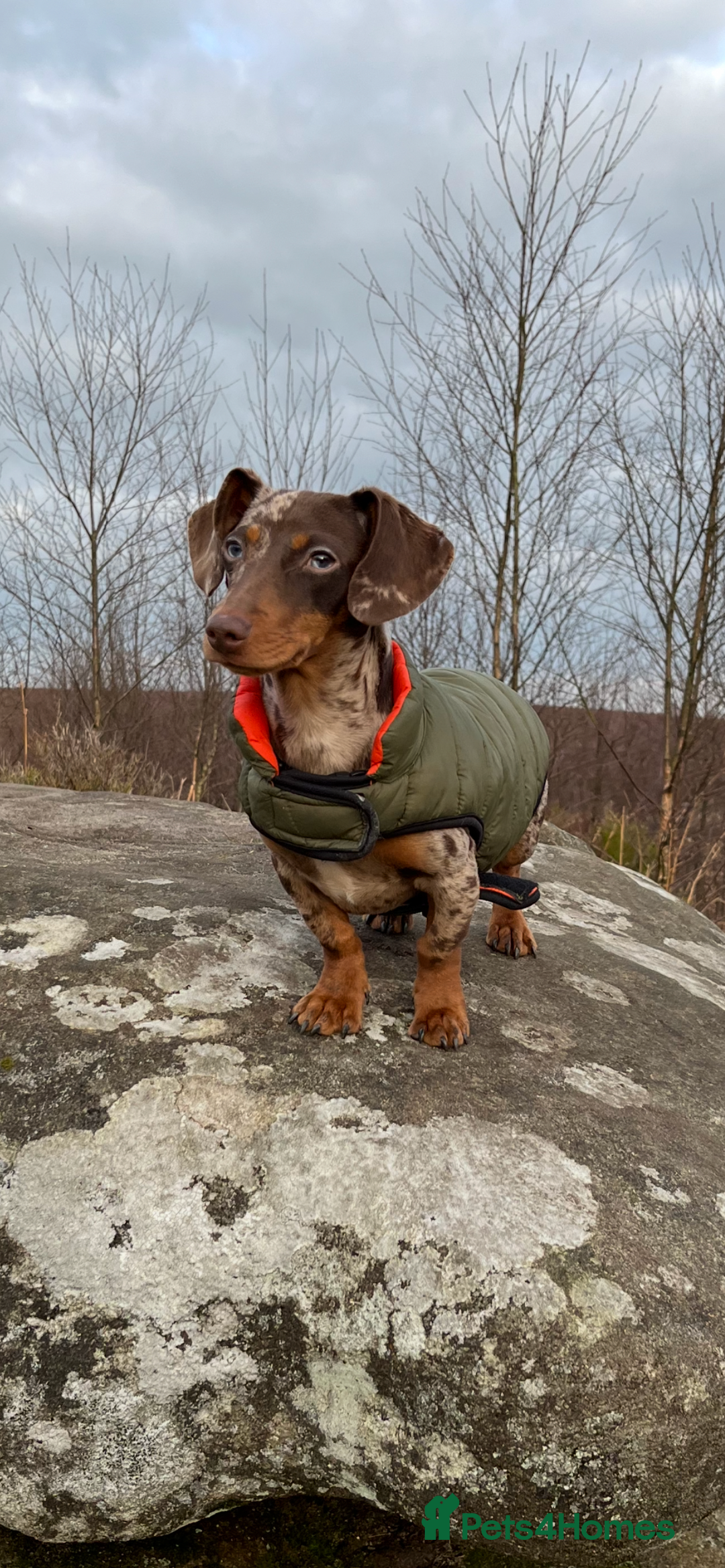 Miniature Dachshund dogs for stud: 💥FIRST TIME DAPPLE STUD💥 - Image 5