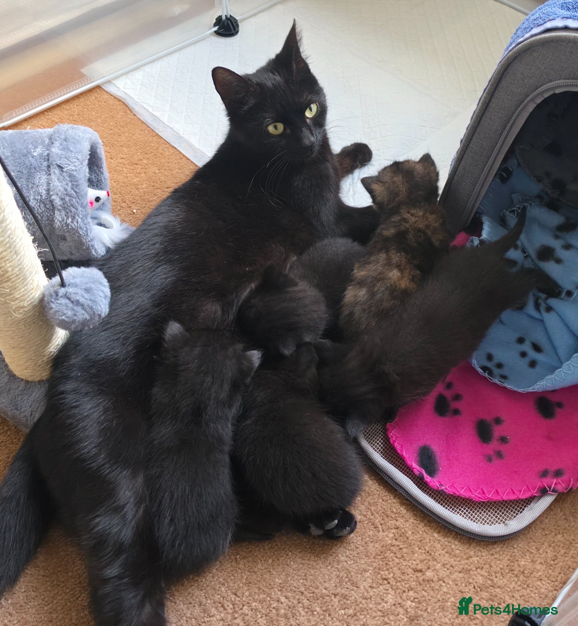 Domestic Shorthair cats 3M/2F Black/Tortie Kits fully vax flead and deworm - Advert 2