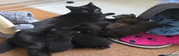 Domestic Shorthair cats for sale: 3M/2F Black/Tortie Kits fully vax flead and deworm - Advert 1