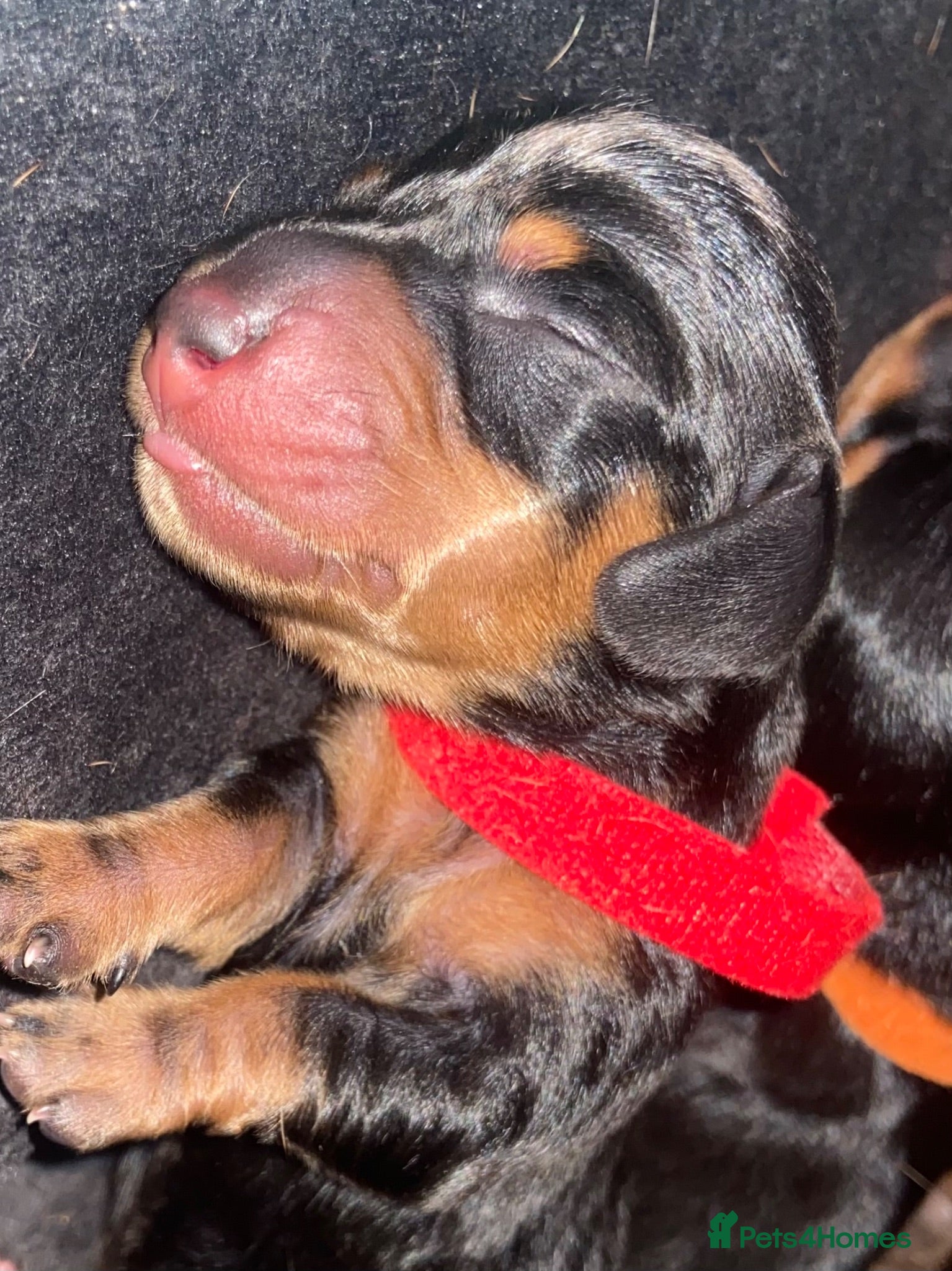 Miniature Dachshund dogs Beautiful litter of 5 girls - Advert 15
