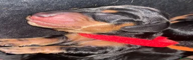 Miniature Dachshund 1