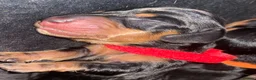 Miniature Dachshund dogs for sale: Beautiful litter of 5 girls - Advert 9
