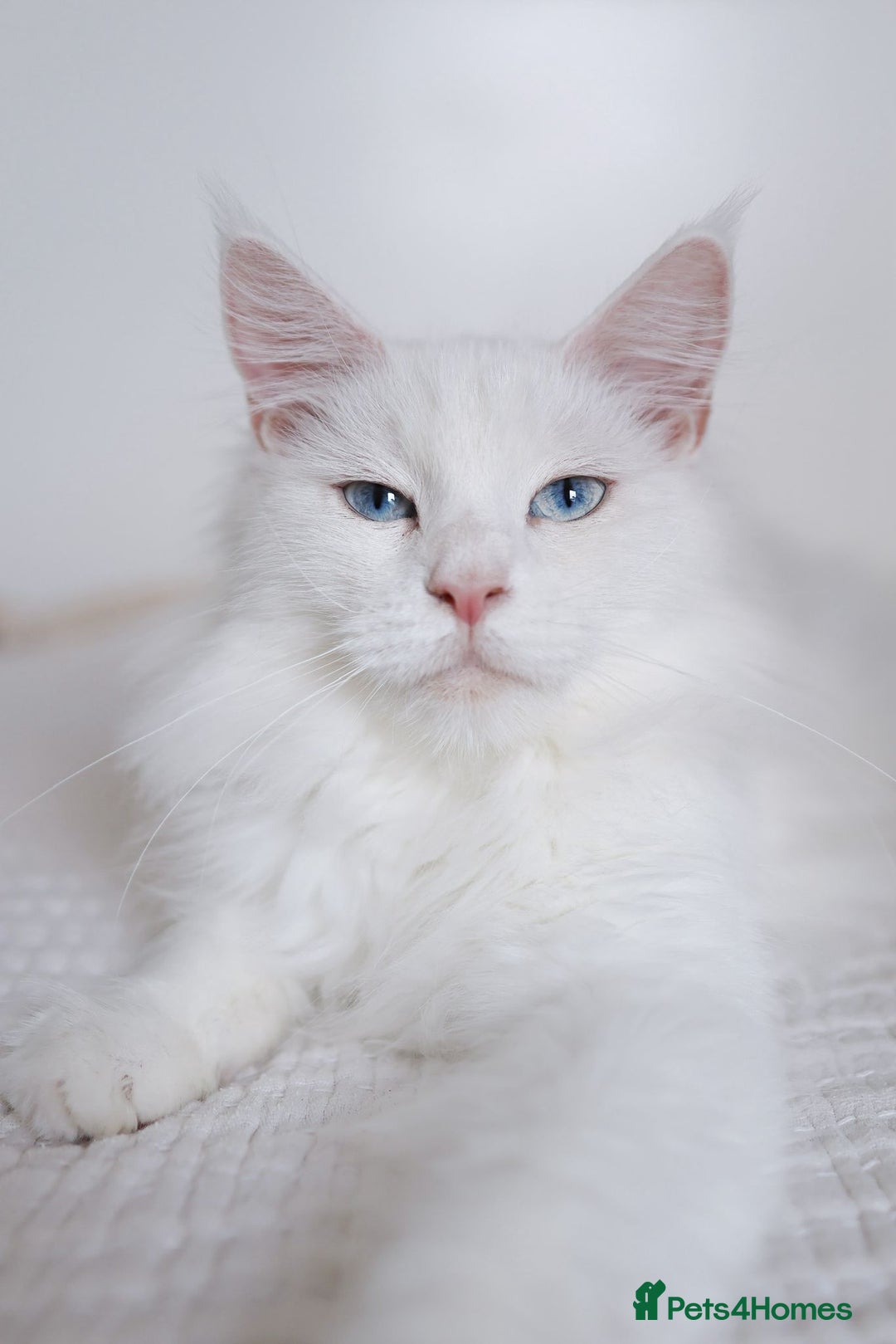 Maine Coon cats for sale: Female Maine Coon for Sale. - Advert 1