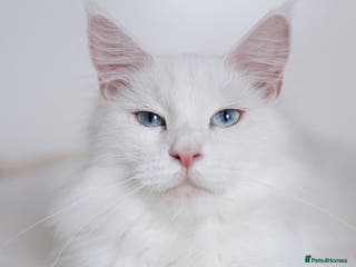 Maine Coon cats Female Maine Coon for Sale. - Advert 3