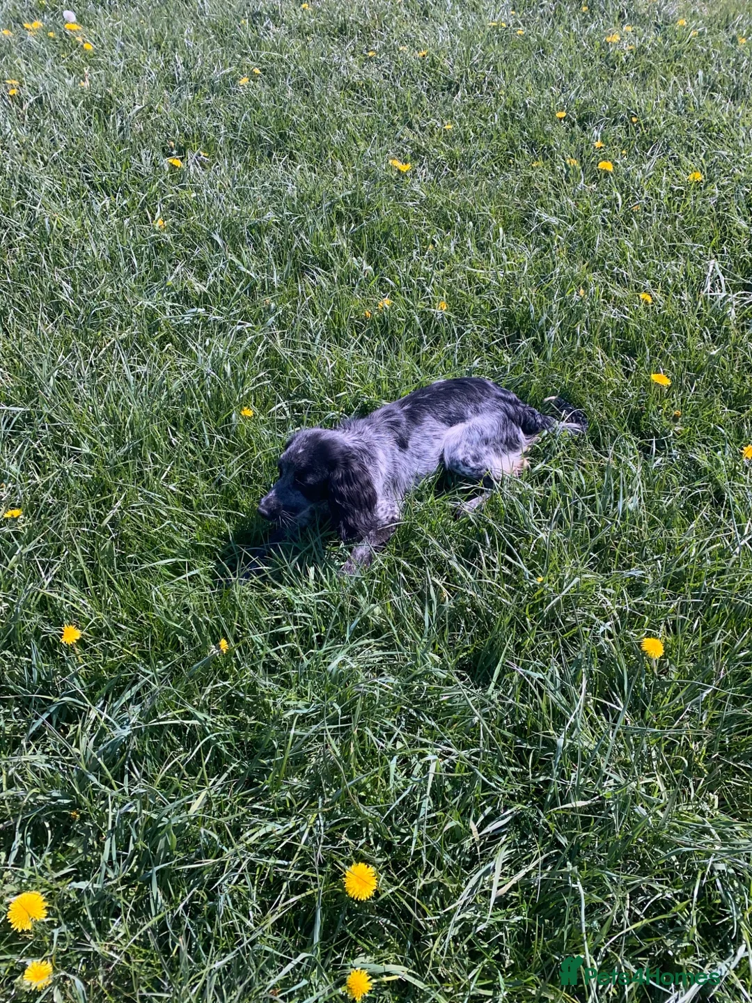 Cocker Spaniel dogs for sale: Beautiful cocker spaniel for sale in Blackpool - Advert 2