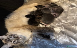 Ragcoon cats for sale: Gorgeous Mainecoon x Ragdoll kittens  - Image 12