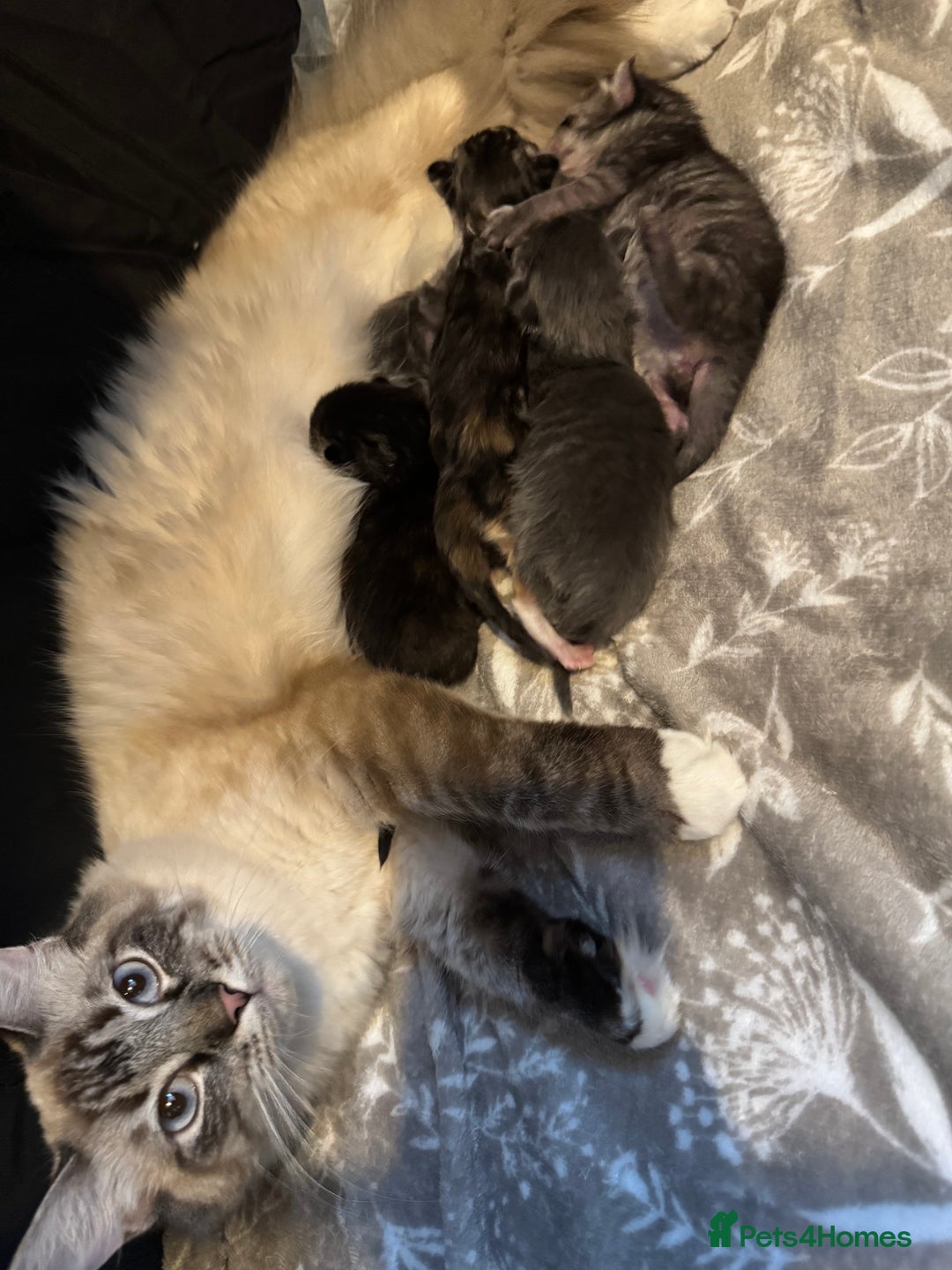Ragcoon cats for sale: Gorgeous Mainecoon x Ragdoll kittens  - Image 12