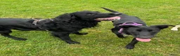Mixed Breed dogs for sale: Golden Retriever x Border Collie mix - Advert 16
