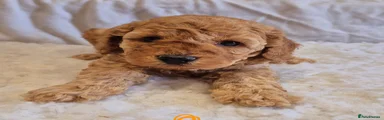Miniature Poodle Puppy 4