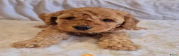 Miniature Poodle dogs for sale: Red Miniature Poodle Puppies KC Reg Health Tested  - Advert 5
