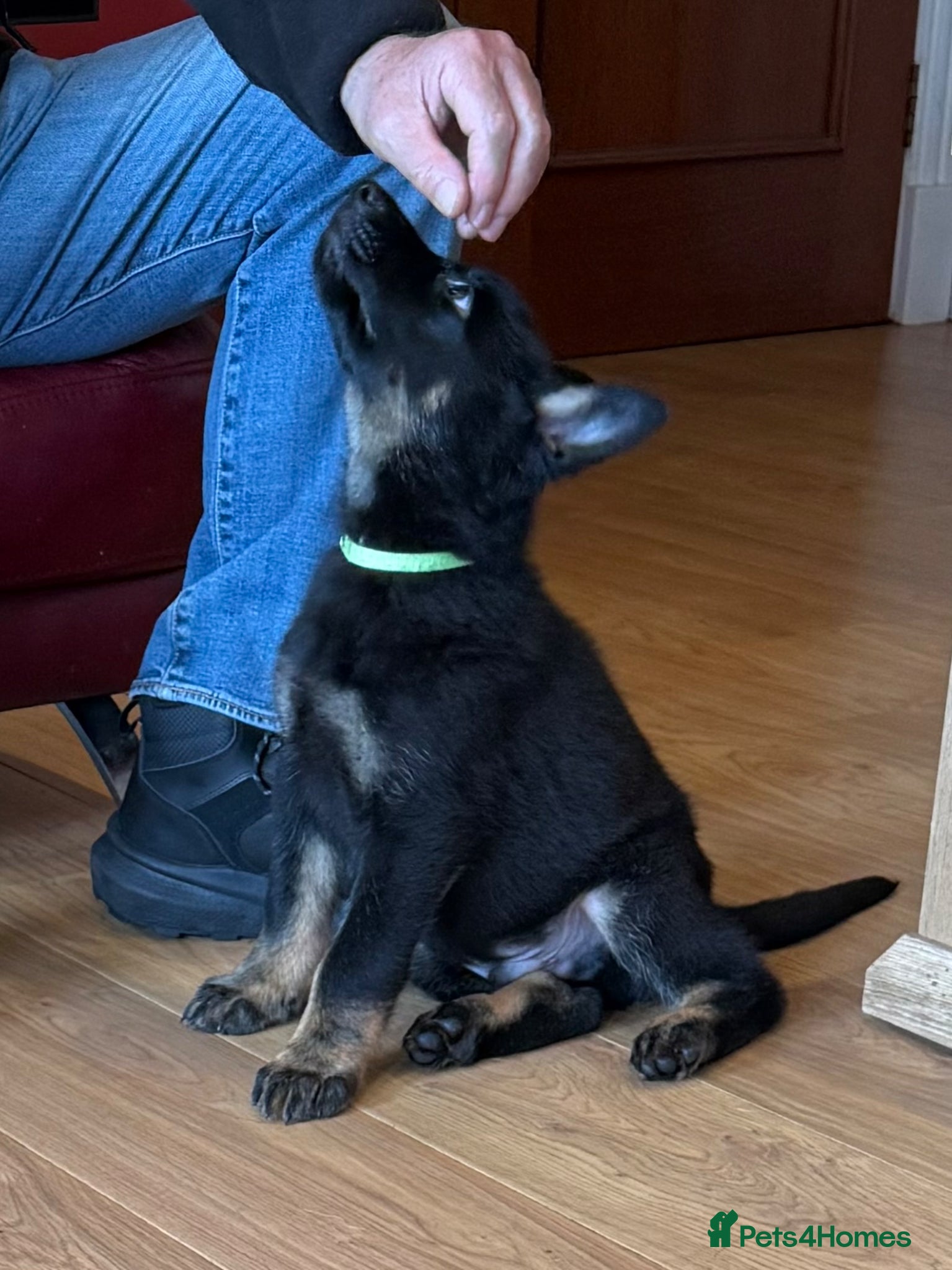 German Shepherd dogs KC Reg Stunning Working Line German Shepherd Pups - Advert 2