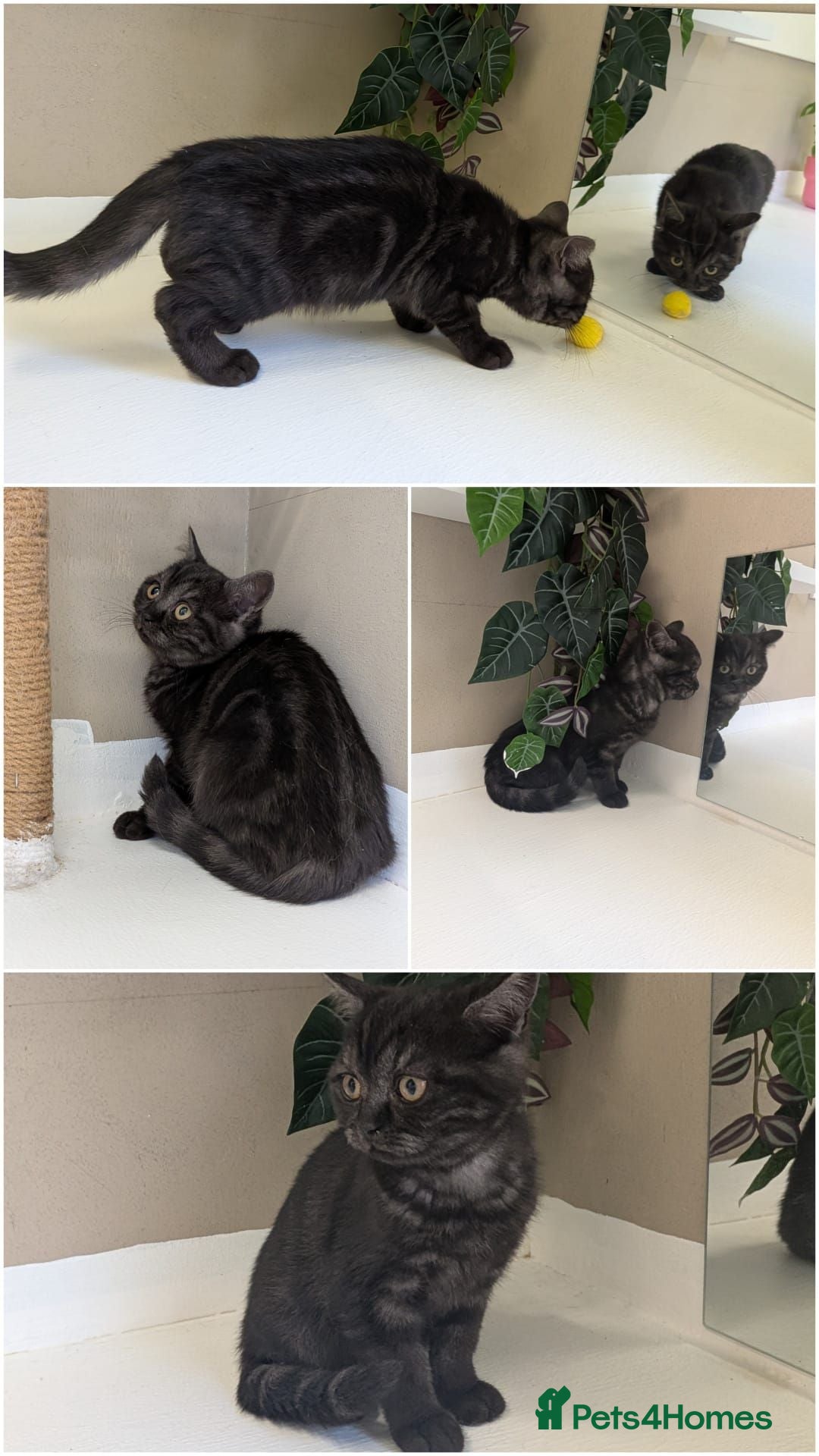 British Shorthair cats 🌟Super Rare Litter!!🌟Pedigree British Shorthairs - Advert 4