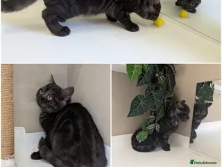 British Shorthair cats 🌟Super Rare Litter!!🌟Pedigree British Shorthairs - Advert 4
