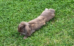 Cashmere Lop rabbits for sale: Rabbits - Image 2