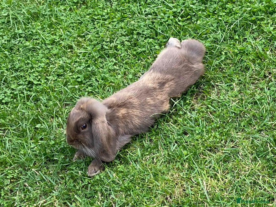 Cashmere Lop rabbits for sale: Rabbits - Image 2