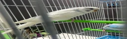 Budgerigars birds for sale: Few pair of budgies with cage  - Advert 7