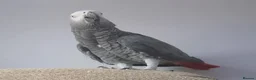 Parrots birds for sale: 2 year old African Grey - Advert 5