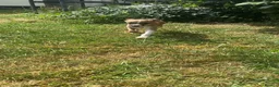 Italian Greyhound dogs for sale: Italian greyhounds in Doncaster - Advert 7