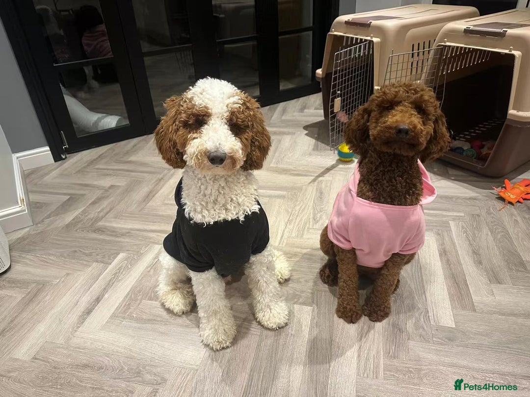 Poodle dogs for sale: Giant poodle  - Advert 1