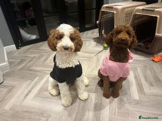 Poodle dogs Giant poodle - Advert 4