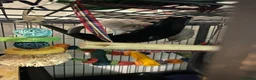 Rat rodents for sale: 4 dumbo rats + cage, food and accessories  in Esher - Advert 16