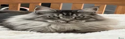 Mixed Breed cats for sale: Half Maincoon kittens  - Advert 1
