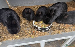 Netherland Dwarf rabbits for sale: Netherland dwarf rabbits for sale  - Image 7