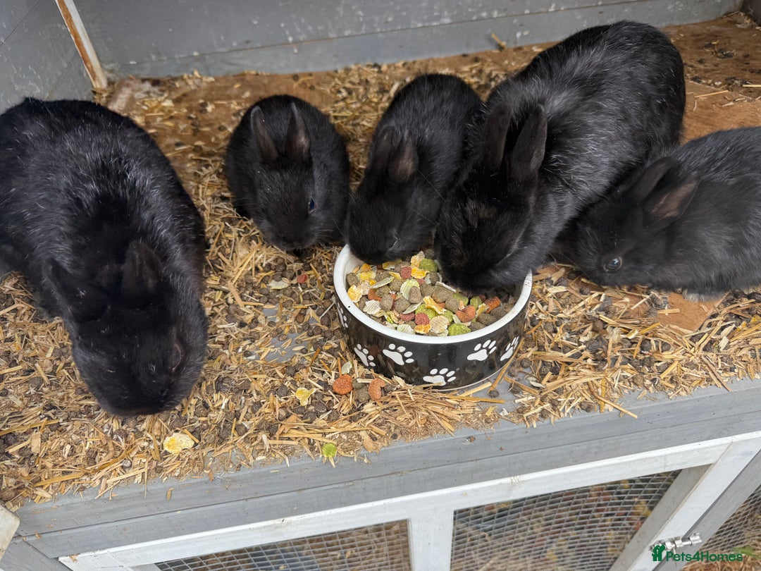 Netherland Dwarf rabbits for sale: Netherland dwarf rabbits for sale  - Image 7