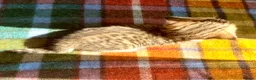 British Shorthair cats for sale: Golden Spotted Tabby British Shorthair Female - Advert 5