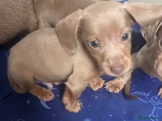 Miniature Dachshund dogs Kc reg last 2 boys available now - Advert 2