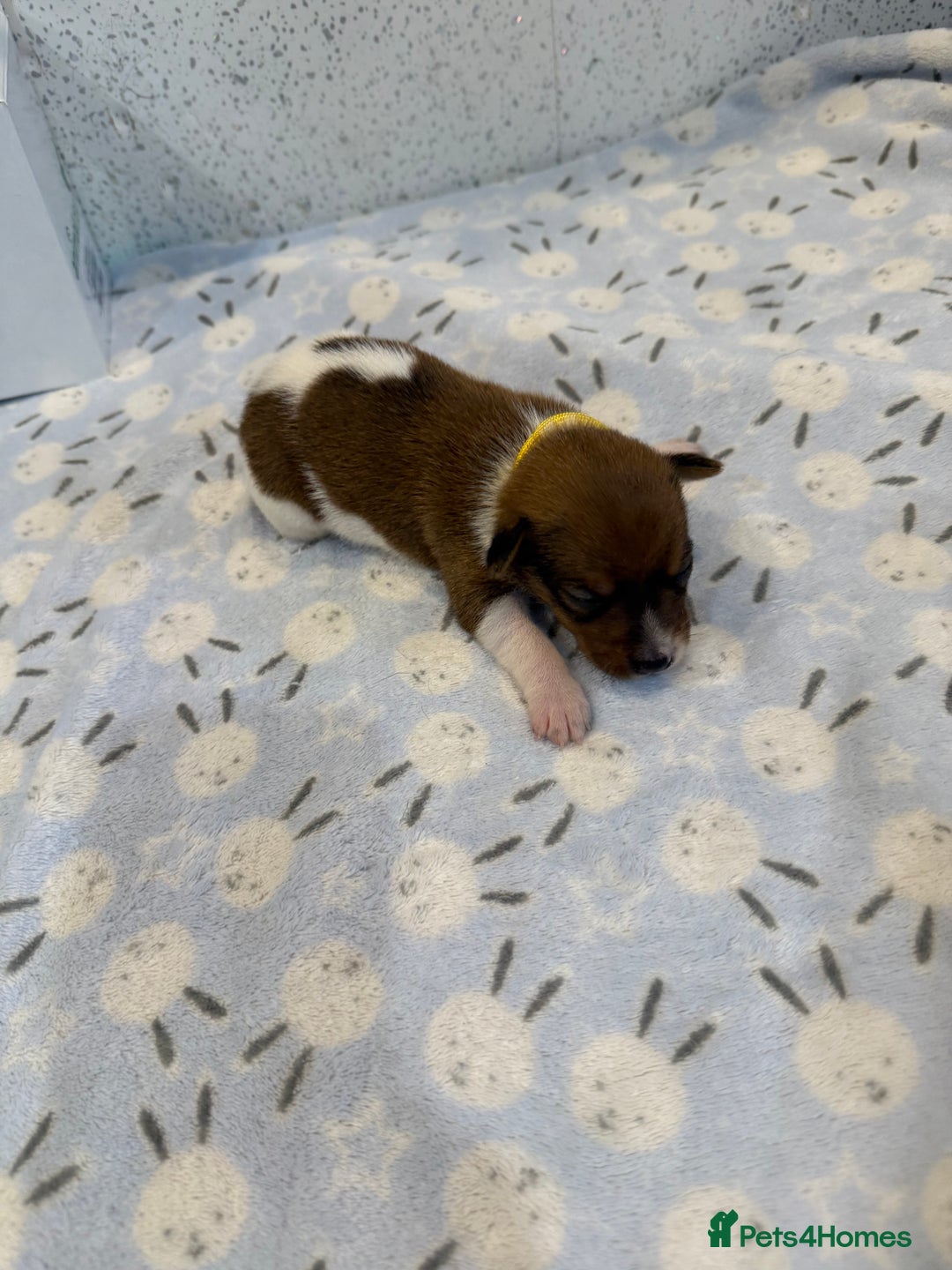 Jack Russell dogs for sale: Jack Russell puppies  - Image 7