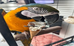 Macaws birds for sale: 6yr old Blue/Gold Wing Macaw  - Image 4