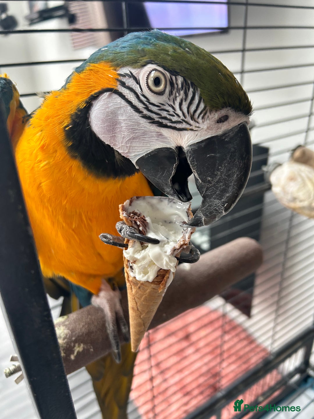Macaws birds for sale: 6yr old Blue/Gold Wing Macaw  - Image 4