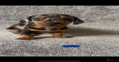 Dachshund dogs - Advert 13