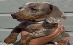 Miniature Dachshund dogs for sale: Miniature Dachshund Puppies  - Image 2