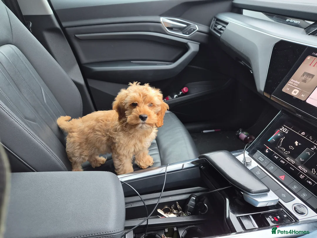 Cockapoo dogs for sale: SALE ON HOLD / RETHINKING Cockapoo puppy ,  - Advert 4