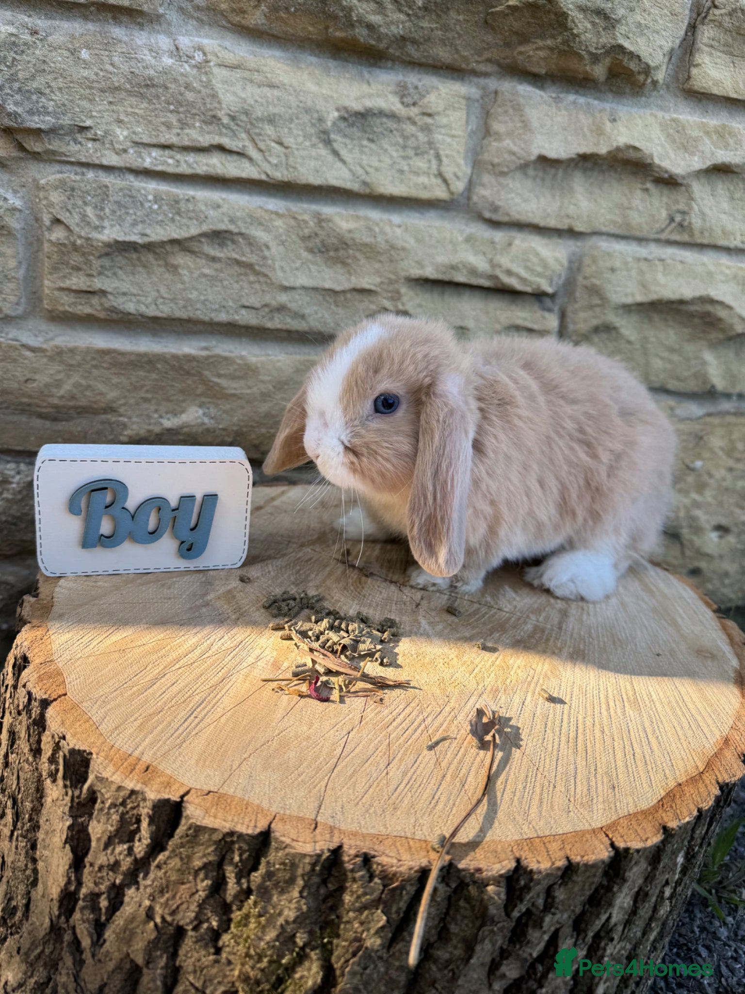 Mini Lop rabbits Lovely little mini lop rabbits ready now - Advert 2
