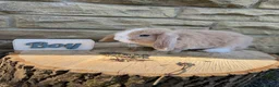 Mini Lop rabbits for sale: Lovely little mini lop rabbits ready now - Advert 1