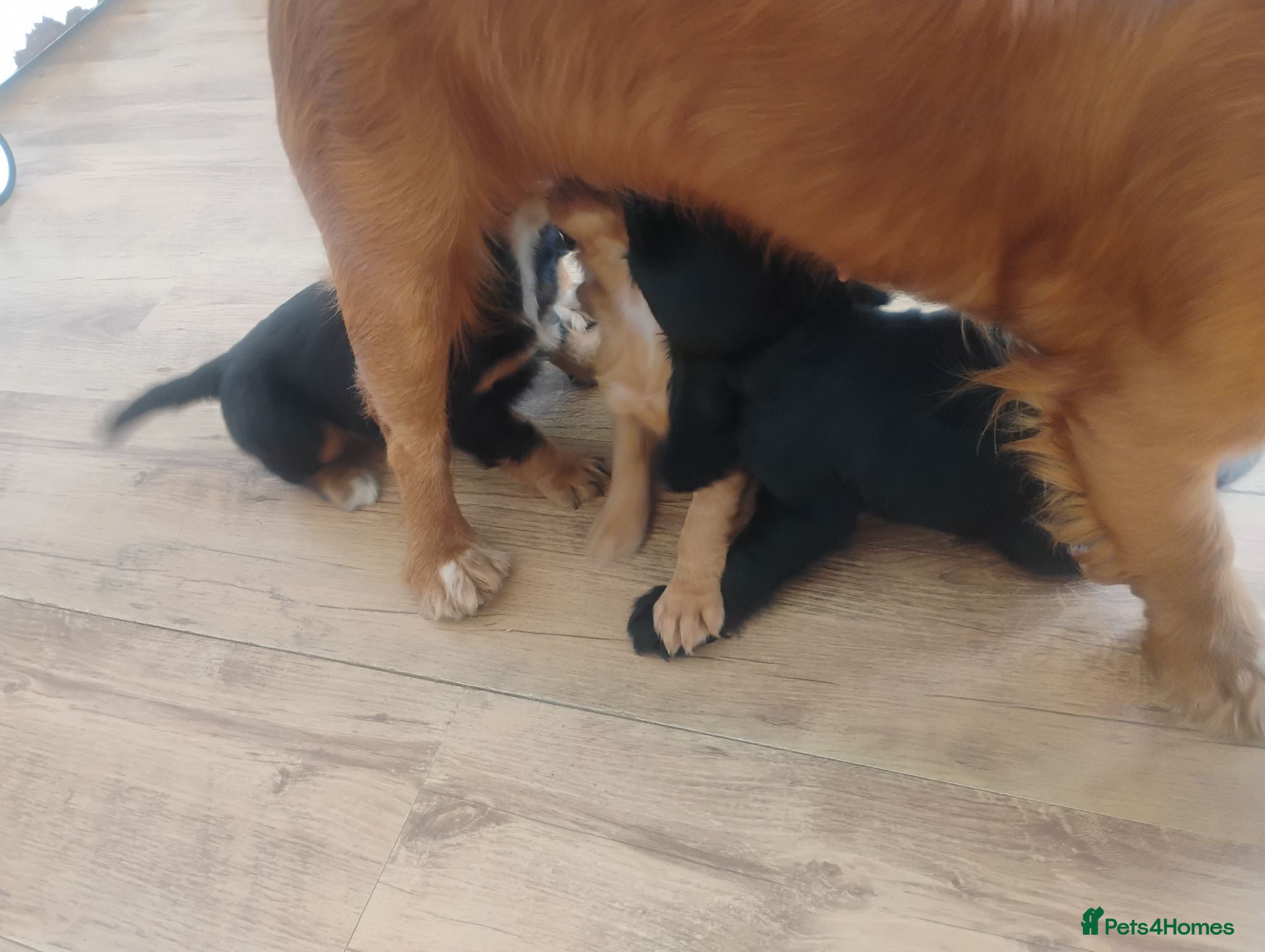 Cocker Spaniel dogs KC COCKER SPANIEL 8 weeks 27th June  - Advert 2
