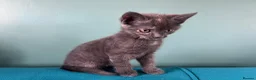 Mixed Breed cats for sale: Sweet sociable kittens - Advert 19