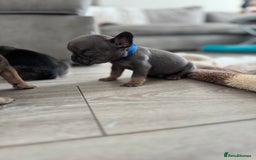 French Bulldog dogs for sale: French bull dog litter available now  - Image 7