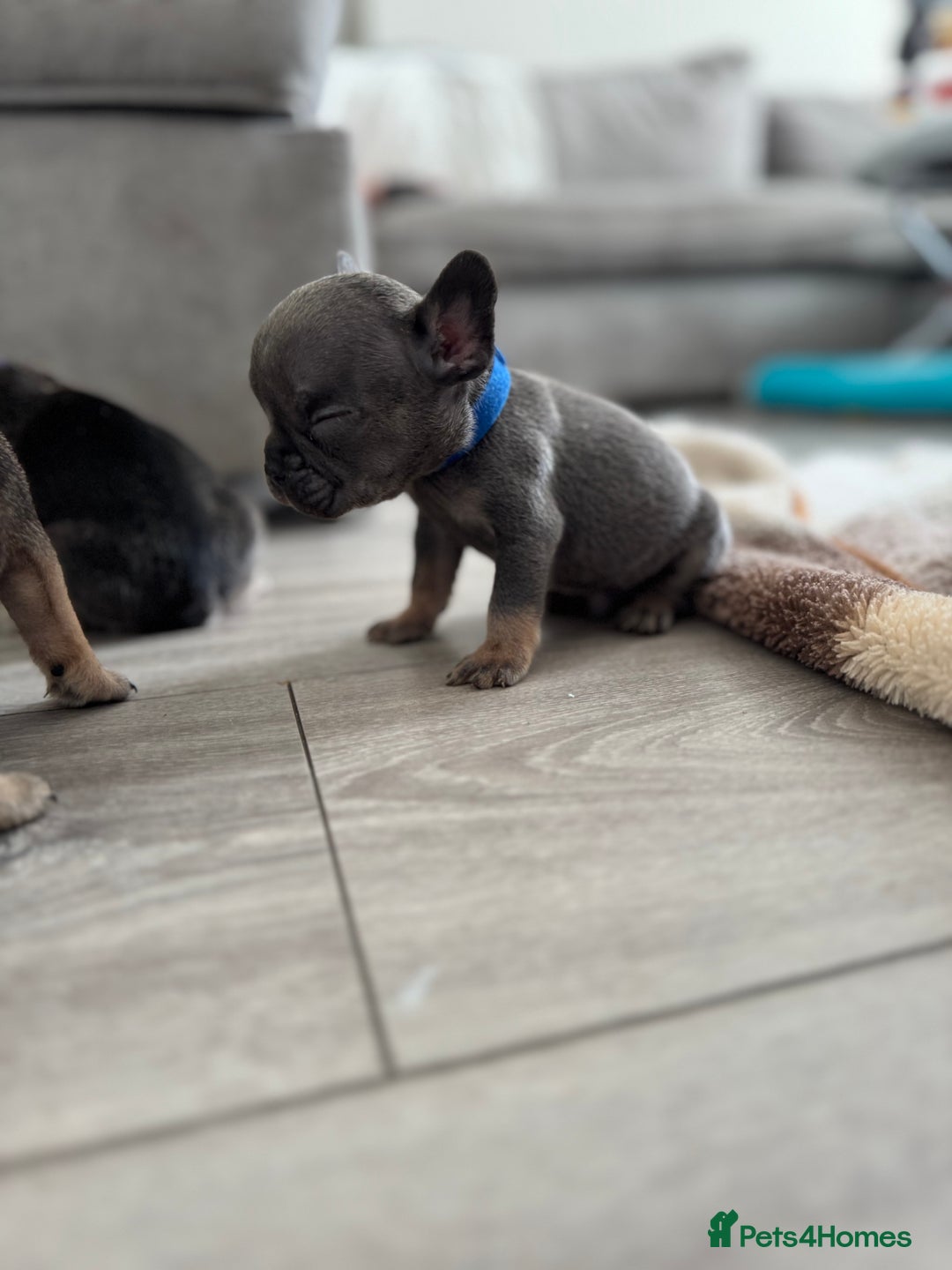 French Bulldog dogs for sale: French bull dog litter available now  - Image 7