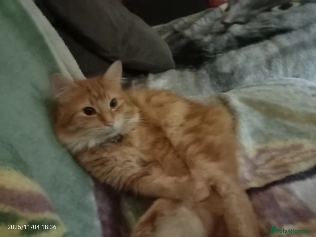 Mixed Breed cats for sale: GORGEOUS DOG AND HOOVER PROOF LONG HAIRED KITTENS - Advert 8