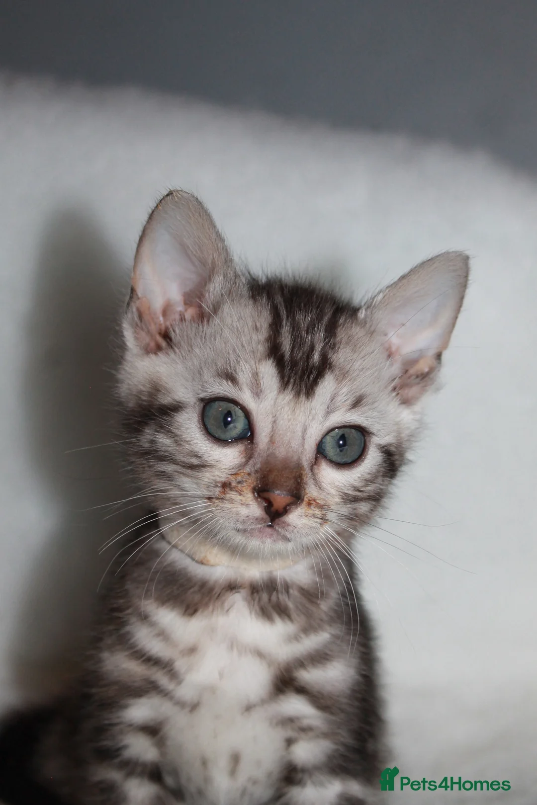 Bengal cats for sale: BEAUTIFUL BENGAL KITTENS FOR SALE- READY 03/04/26 - Advert 15