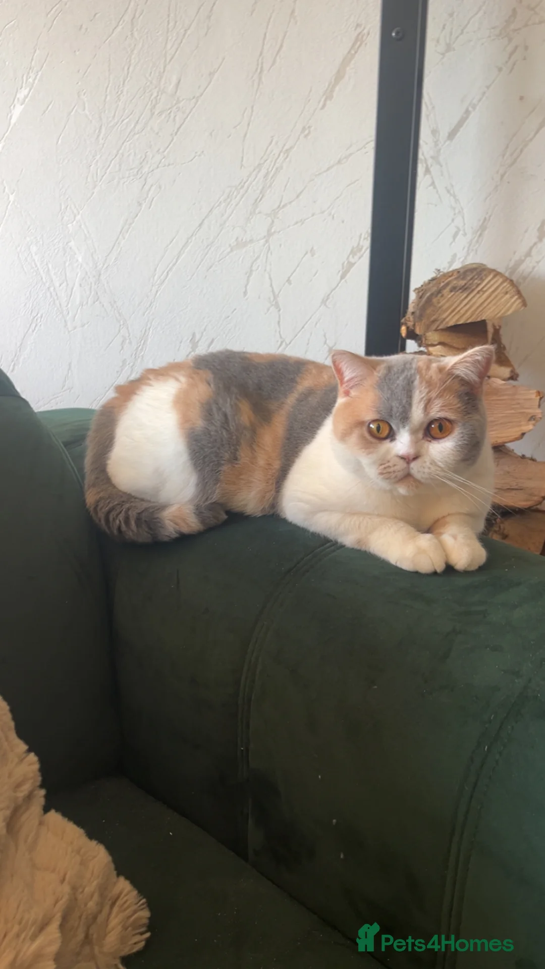 British Shorthair cats for sale: British Short hair kittens  - Advert 2