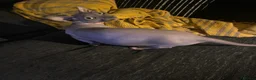 Sphynx cats for sale: Bambino female for sale  - Advert 3